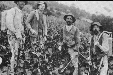 photo en noir-blanc de vignerons dans les vignes