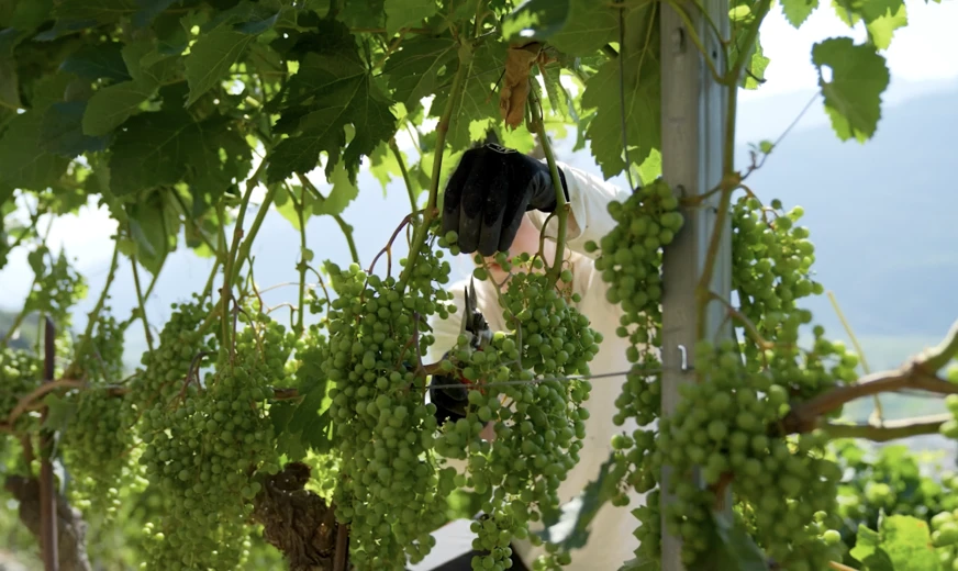 Quelqu'un travaille la vigne au milieu des grappes de raisins bien vertes