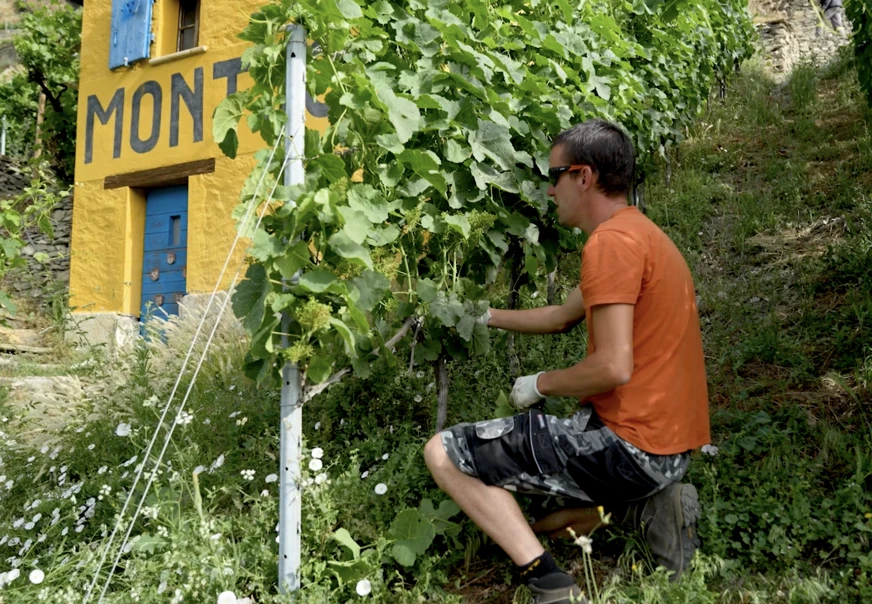 Un viticulteur travaille la vigne dans le domaine du Mont d'Or