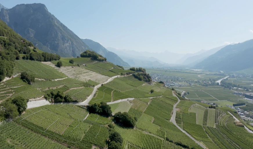 Magnifique panorama des vignes et montagnes en Valais