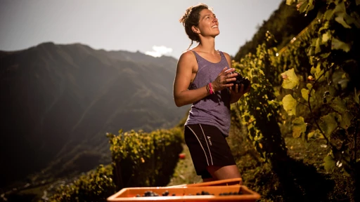 Jeune femme récoltant du raisin dans le vignoble du Valais
