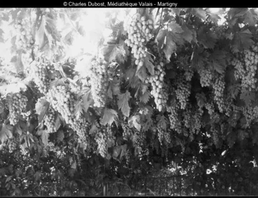 Photo en noir-blanc de vignes en Valais avec de grosses grappes de raisins