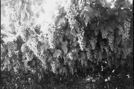 Photo en noir-blanc de vignes en Valais avec de grosses grappes de raisins