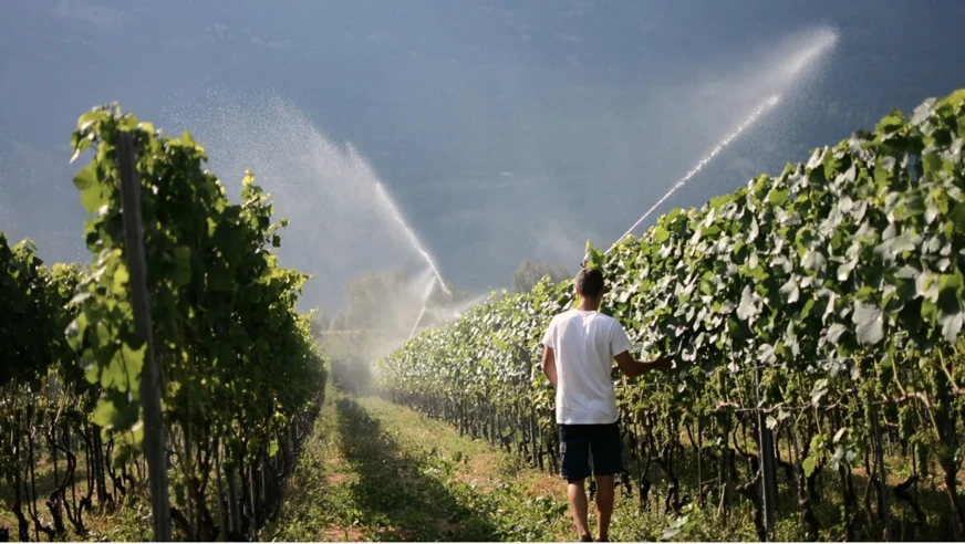 La viticulture est un travail complet