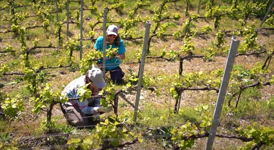 Apprentis travaillant dans les vignes